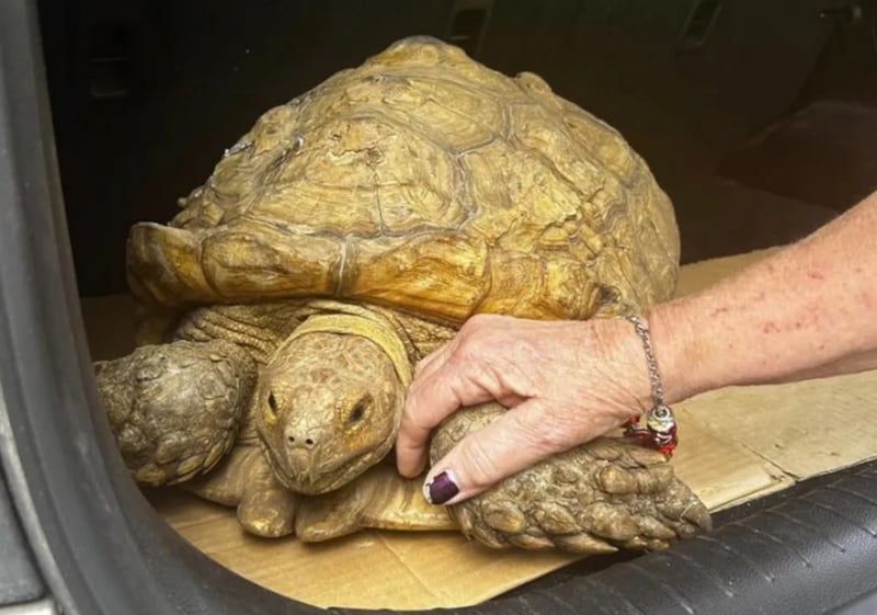 Tartaruga fujona é encontrada mais de três anos depois a 8 km de casa