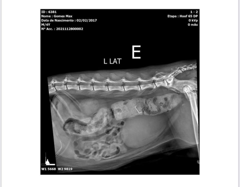 Radiografia de um gato de aproximadamente 4 anos que engoliu um grampo.