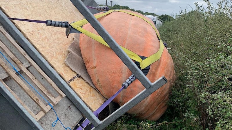 Abóbora gigante tombou próximo de casa