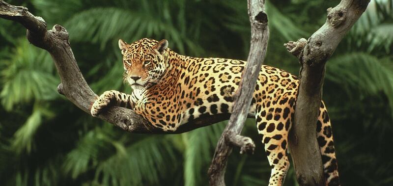 El Jaguar es el animal insignia de la selva Amazónica, pero la reducción de sus ecosistema lo ha orillado se ser una especie en riesgo de extinción