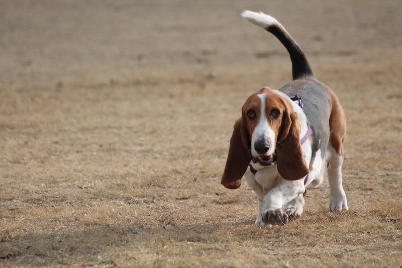 Quais as raças de cães ideais para pessoas introvertidas?