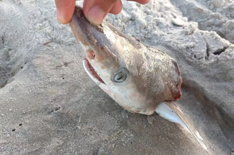 Estudo apontou como possíveis causas contaminação na água e de outros animais