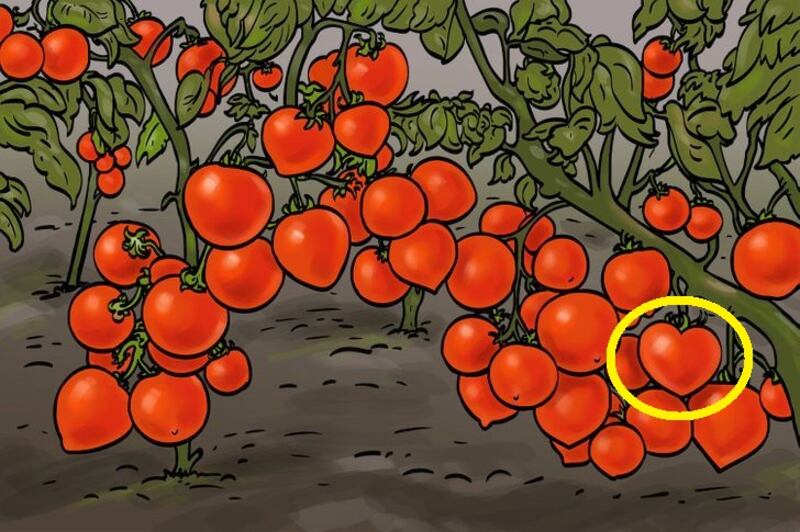 Desafio visual hard: há um coração camuflado entre os tomates e você tem 6 segundos para achá-lo