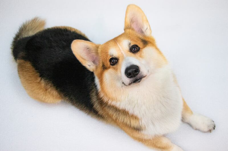 Corgi