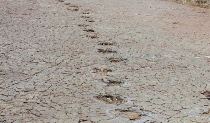 Las huellas de dinosaurios se conservaron en depósitos de llanuras aluviales de la cuenca del Sousa, en Brasil. | Foto: Ismar de Souza Carvalho