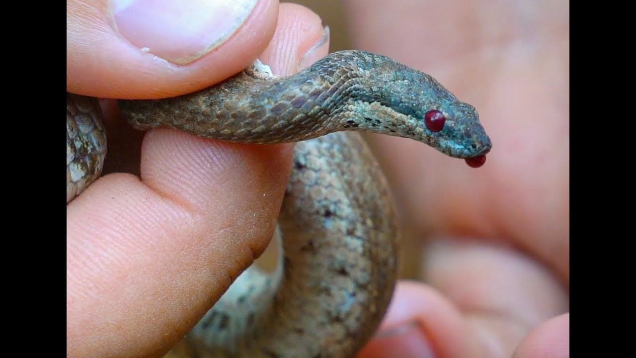 Rainha do drama! Cobra exagerada se finge de morta após homem dar uma leve  encostada nela - Hora 7 - R7 Hora 7